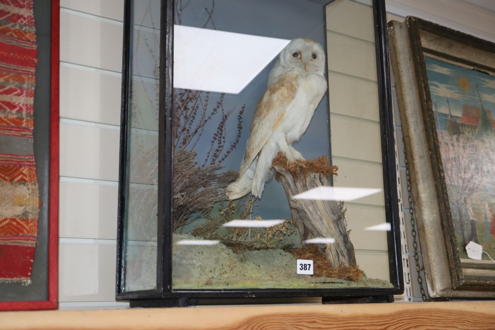 A late 19th century taxidermic Barn Owl, under glass dome, height 62cm